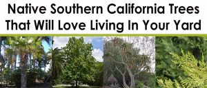 Banner with text "Native Southern California Trees That Will Love Living In Your Yard" above photos of various trees, including palm, sycamore, and coniferous species.