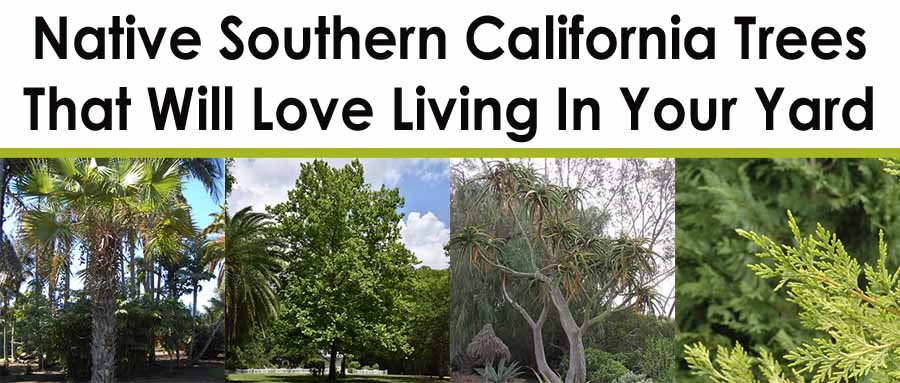 Banner with text "Native Southern California Trees That Will Love Living In Your Yard" above photos of various trees, including palm, sycamore, and coniferous species.