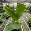 A hand holds a potted staghorn fern inside a greenhouse with rows of various plants on metal shelves in the background.
