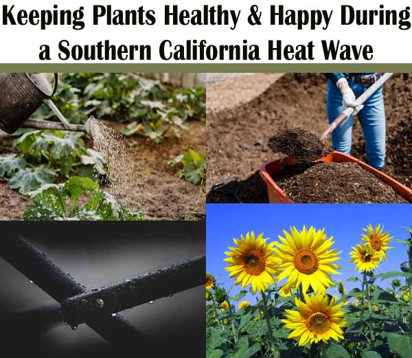 Collage showing watering plants, adding mulch, providing shade, and sunflowers, with text about keeping plants healthy during a Southern California heat wave.