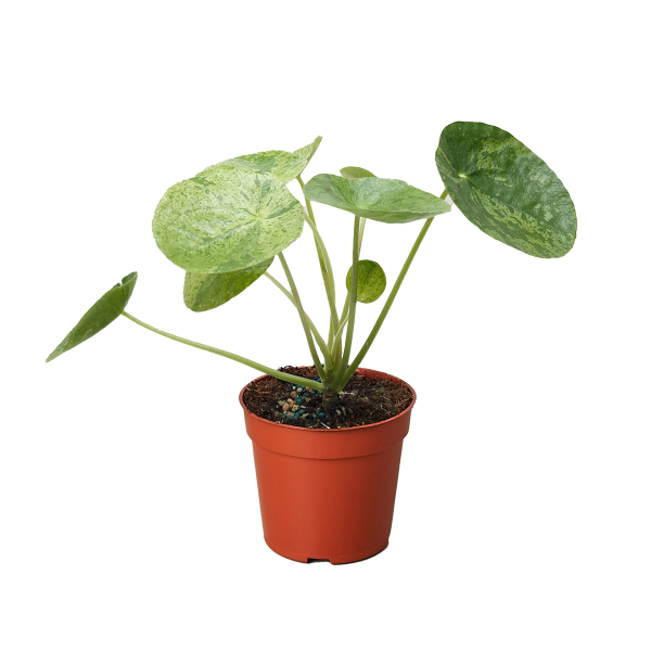 A small, green Pilea peperomioides plant with round leaves growing in a brown plastic pot against a white background.