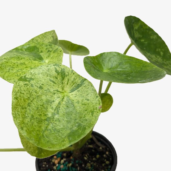 A close-up view of a potted plant with round, green, mottled leaves against a plain white background.