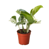 A potted plant with large green and white variegated leaves in a small brown plastic container, set against a plain white background.