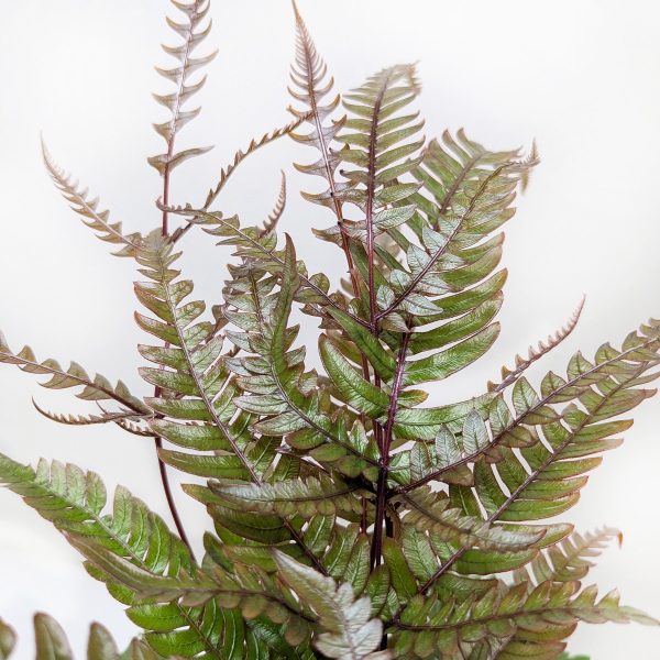 A close-up of a green fern plant with glossy, elongated leaves and dark stems against a plain white background.