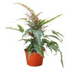 A potted fern plant with green, serrated leaves in an orange plastic pot against a white background.