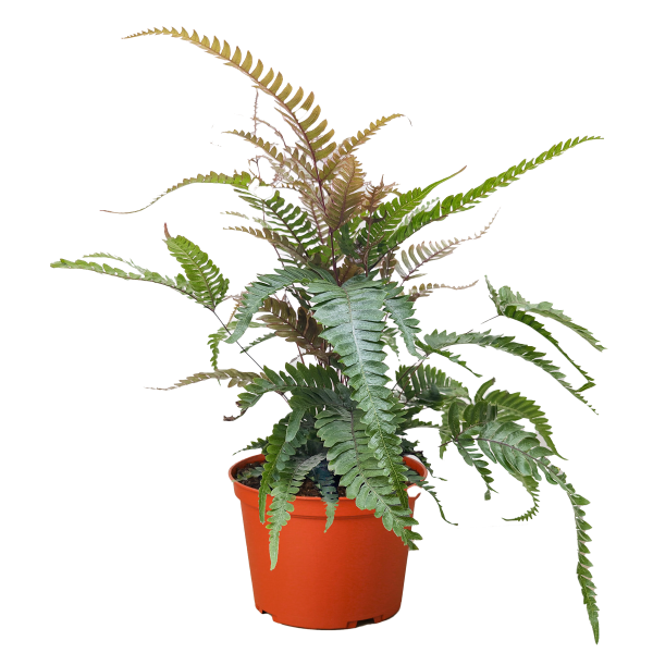 A potted fern plant with green, serrated leaves in an orange plastic pot against a white background.