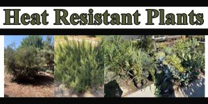 A collage of various heat resistant plants with the title "Heat Resistant Plants" displayed in large text at the top.