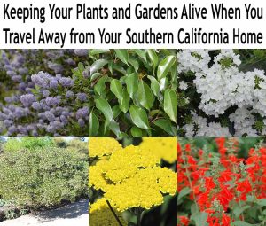 A collage of six different flowering plants with the text: "Keeping Your Plants and Gardens Alive When You Travel Away from Your Southern California Home.