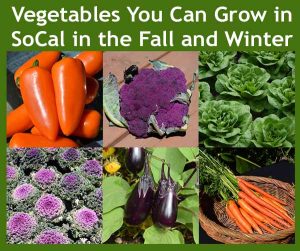 A collage of vegetables including carrots, eggplants, lettuce, purple cauliflower, mini sweet peppers, and ornamental cabbages, with the title "Vegetables You Can Grow in SoCal in the Fall and Winter.
