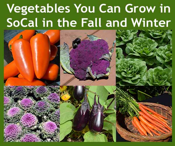 A collage of vegetables including carrots, eggplants, lettuce, purple cauliflower, mini sweet peppers, and ornamental cabbages, with the title "Vegetables You Can Grow in SoCal in the Fall and Winter.