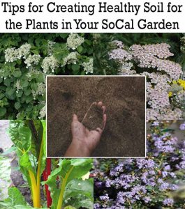 Collage showing healthy garden soil in a hand, surrounded by various plants and flowers with the title "Tips for Creating Healthy Soil for the Plants in Your SoCal Garden.