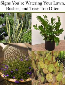 Four images: leafy houseplants, potted plant, hose watering purple flowers, and prickly cactus, under text about watering lawn, bushes, and trees too often.