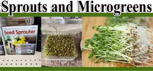 Seed sprouter kit on a shelf, sprouts growing in a tray, and harvested microgreens on a wooden cutting board under the text “Sprouts and Microgreens.”.
