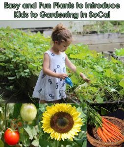 Young girl waters plants in a garden, with photos of tomatoes, a sunflower, and carrots below; text above reads, "Easy and Fun Plants to Introduce Kids to Gardening in SoCal.