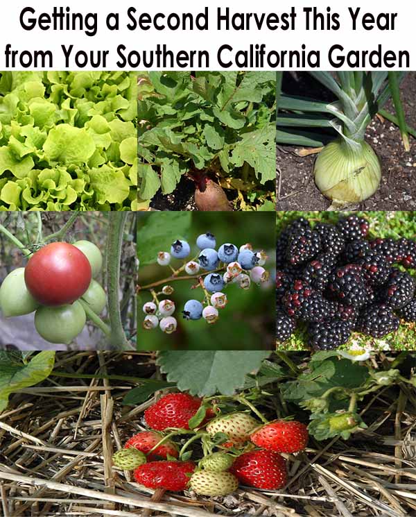 Collage of various vegetables and fruits, including lettuce, onions, tomatoes, blueberries, blackberries, and strawberries, with text about a second harvest in Southern California.