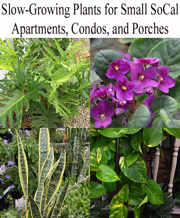 Four slow-growing plants suitable for small Southern California spaces: philodendron, African violet, snake plant, and pothos, each shown in close-up detail.