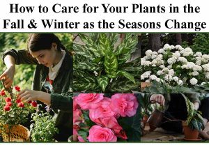 Collage showing a woman tending to garden plants, close-ups of leafy and flowering plants, and someone watering a potted plant, with text about seasonal plant care.