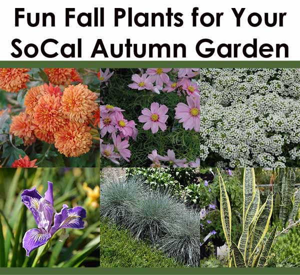 Collage of six fall plants with the title “Fun Fall Plants for Your SoCal Autumn Garden”; images include orange chrysanthemums, pink cosmos, white alyssum, purple iris, blue fescue, and snake plant.