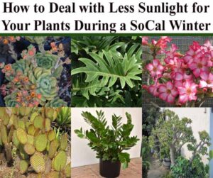 Collage of various plants with the title "How to Deal with Less Sunlight for Your Plants During a SoCal Winter" at the top.
