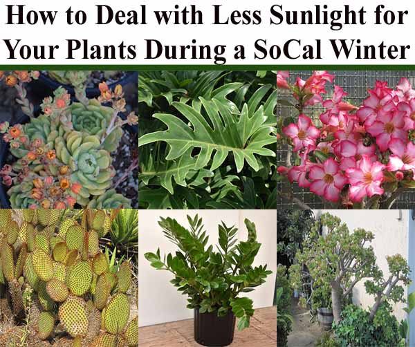 Collage of various plants with the title "How to Deal with Less Sunlight for Your Plants During a SoCal Winter" at the top.
