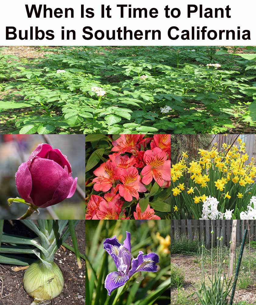 A collage of various flowering bulbs and plants with the title "When Is It Time to Plant Bulbs in Southern California" at the top.