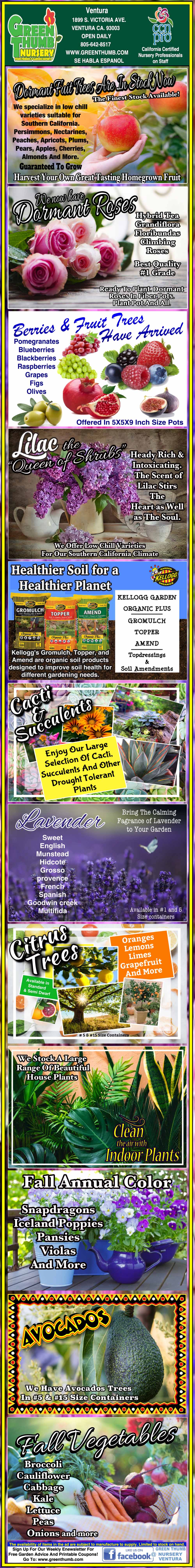 A vertical collage of ads for various fruit and flower plants, including grapes, dragon fruit, guava, mulberry, lilies, lavender, and decorative orchids.