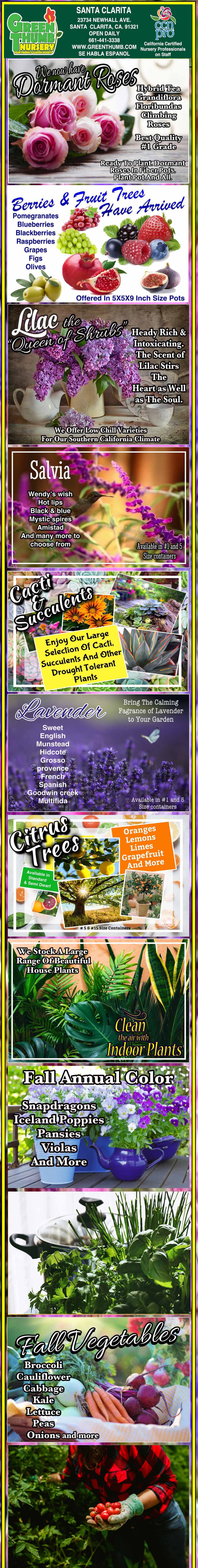 Infographic displaying various flowering plants like roses, lilies, salvia, and poppies with images, descriptions, and gardening tips for each plant.