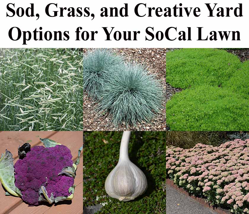 Collage showing various lawn and yard options including sod, ornamental grass, ground cover, purple cauliflower, garlic, and flowering succulent plants.