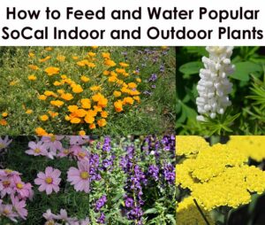 Collage of popular Southern California plants with text: "How to Feed and Water Popular SoCal Indoor and Outdoor Plants." Various flowers in bloom are displayed.