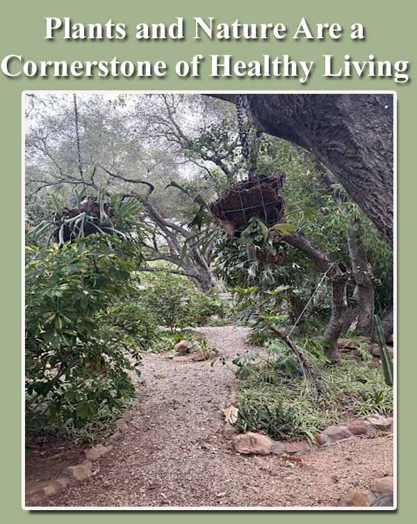 A garden path surrounded by trees, plants, and hanging baskets, illustrating the health benefits of nature.