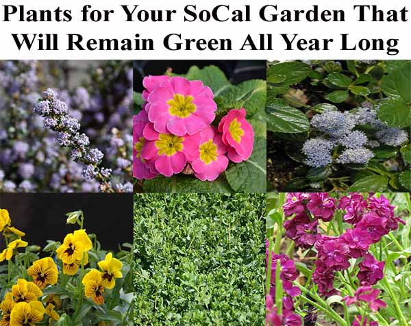 A collage of six different flowering plants with text above reading, "Plants for Your SoCal Garden That Will Remain Green All Year Long.