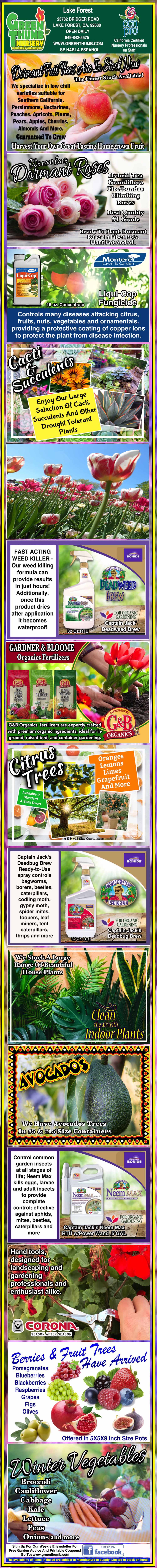 Informational poster about mango pests, showing images of mangoes, pests, damaged fruit, pesticide products, and prevention tips, with text descriptions and care instructions throughout.