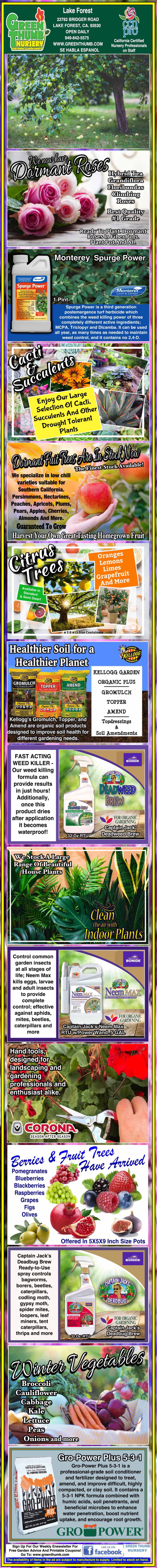 Colorful infographic in Filipino detailing steps and guidelines for planting giant ube, including preparation, planting, care, pest management, harvesting, and benefits, with illustrated sections.