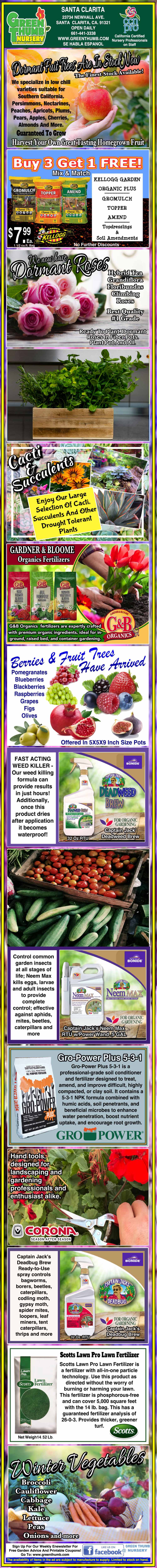 Infographic describes bush beans, highlighting types, planting tips, spacing, watering, fertilizing, pest control, harvesting, and storage, with photos and advice throughout.