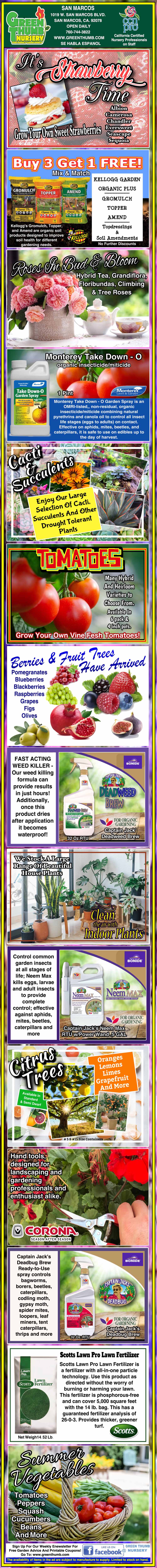 Infographic with images and text explaining how to grow tomatoes, including seed selection, planting, care tips, pest control, recommended fertilizers, and advice for healthy tomato harvests.