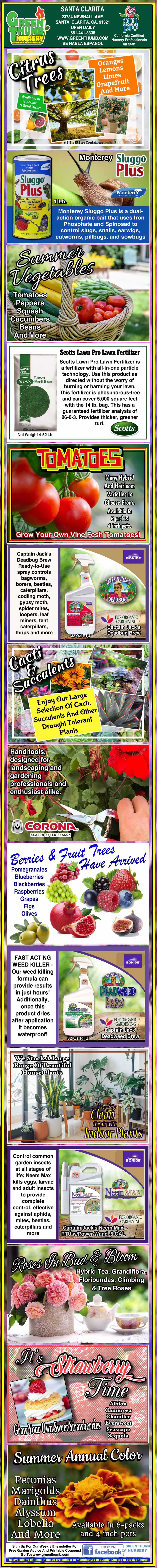 Infographic detailing how to grow tomatoes in Florida, including best planting times, soil preparation, recommended varieties, pest control, and harvesting tips, with images of tomatoes and charts.