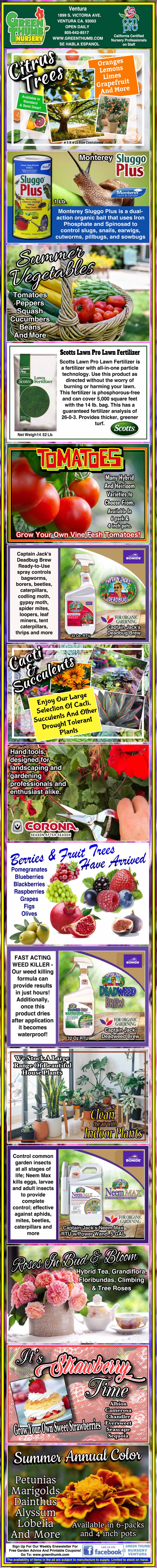 Infographic about cultivating tomatoes, showing planting tips, pest management, fertilizer use, proper watering, harvesting methods, and storing techniques with supporting images and instructions.