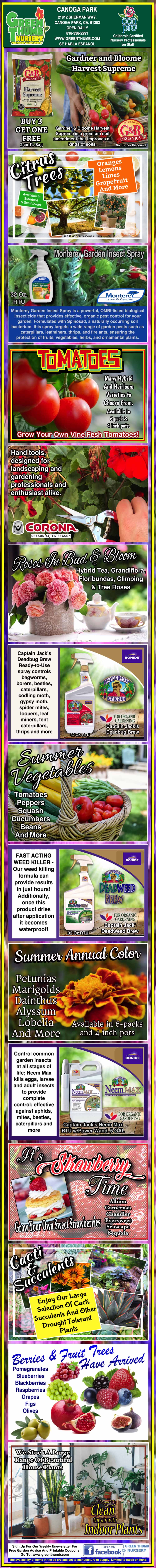 Colorful infographic showing tips for growing tomatoes, including variety selection, planting advice, watering, support, pruning, pest control, and harvesting guidance, with related images and text.