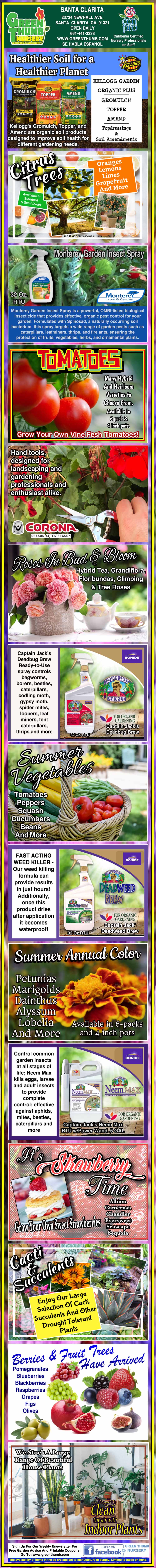 Infographic on tomato growing tips, including soil preparation, watering, mulching, pest control, support, and harvesting, with related images and text instructions.