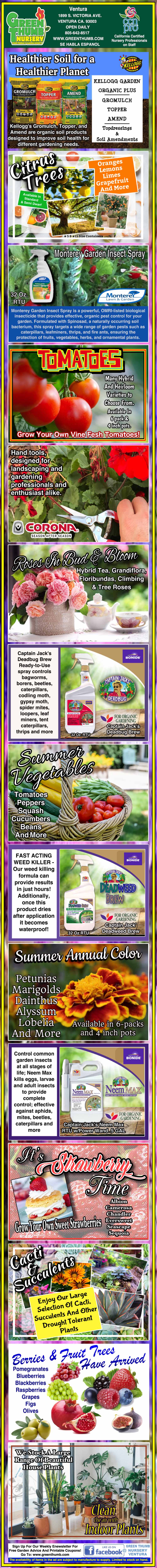 Infographic with tips on growing healthy tomatoes, covering soil, watering, sunlight, pest prevention, fertilizing, and pruning, along with images of tomato plants and gardening supplies.