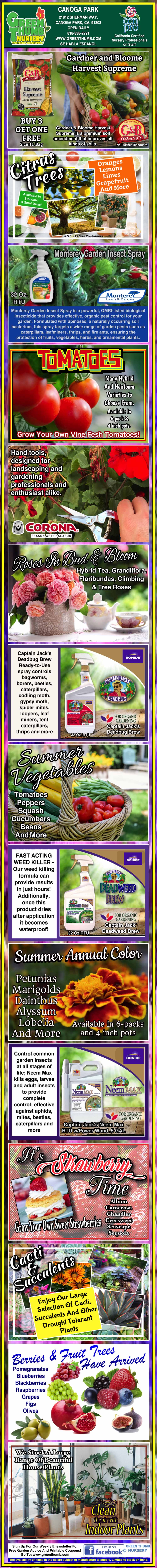 Infographic describing how to use Epsom salt for tomato plant care, including mixing instructions, application tips, and benefits for plant health and fruit production.