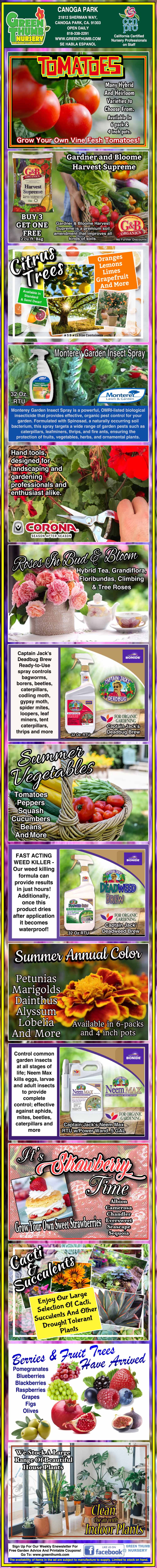 Infographic explaining how to grow tomatoes, including choosing location, planting, watering, fertilizing, pruning, pest control, harvesting tips, and common tomato varieties.