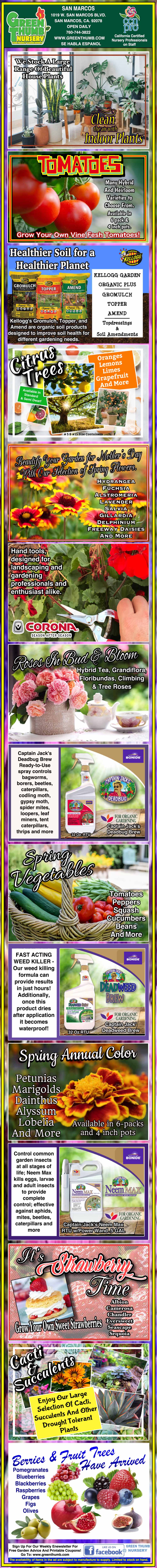 Infographic with step-by-step instructions and images on how to grow strawberries in containers, including tips on soil, watering, fertilizing, and harvesting.