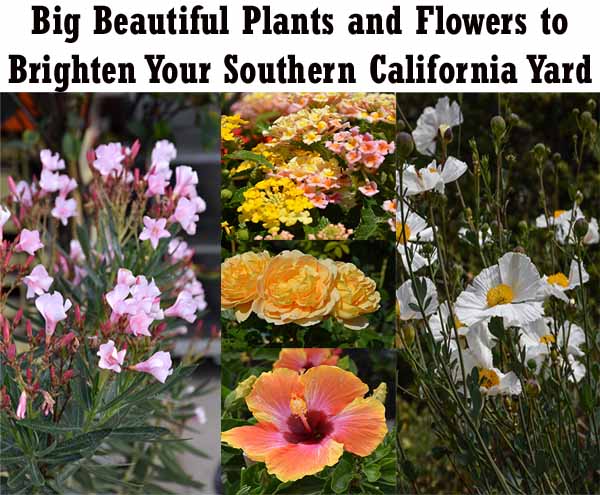 Collage of various colorful flowering plants and blooms with text reading "Big Beautiful Plants and Flowers to Brighten Your Southern California Yard" above the images.