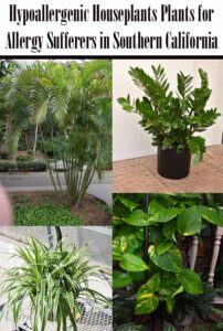 Collage of four hypoallergenic houseplants suitable for allergy sufferers in Southern California, including palm, ZZ plant, spider plant, and pothos, with text header above.