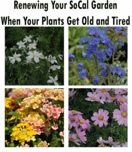Four square photos show different flowering plants in bloom, accompanied by the title "Renewing Your SoCal Garden When Your Plants Get Old and Tired.