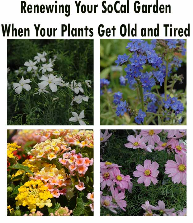 Four square photos show different flowering plants in bloom, accompanied by the title "Renewing Your SoCal Garden When Your Plants Get Old and Tired.
