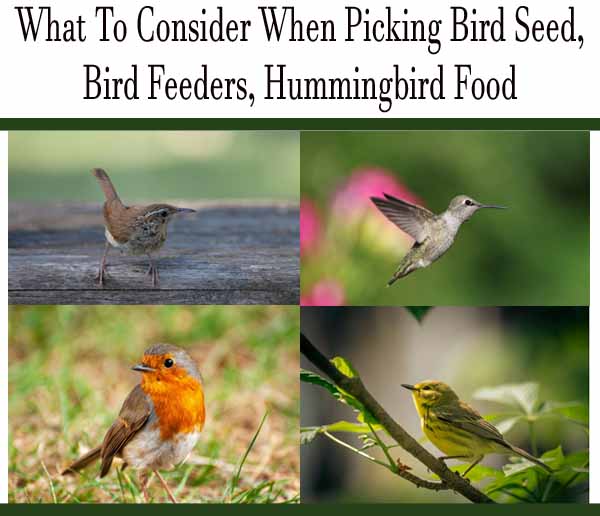 Collage of four different birds perched or in flight, illustrating a guide on selecting bird seed, feeders, and hummingbird food.
