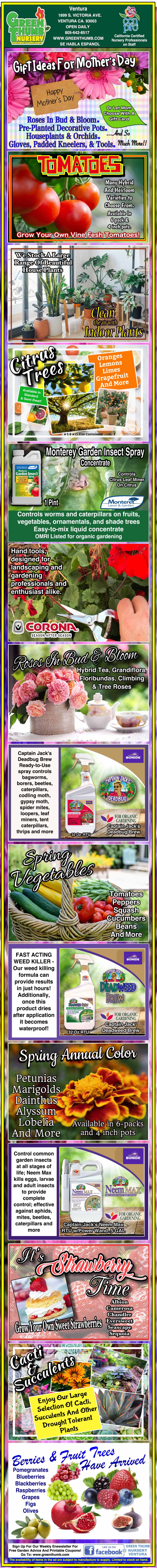 Infographic detailing where to buy tomato seeds online, including tips, seed packet info, recommended websites, seed companies, and advice on gardening supplies.