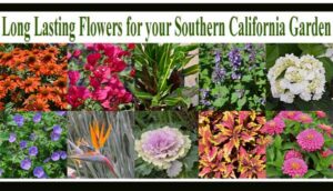 A collage of colorful flowers and plants with the text "Long Lasting Flowers for your Southern California Garden" at the top.